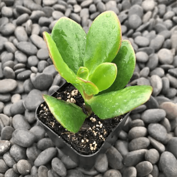 Crassula compacta - Semi da orto di alta qualità