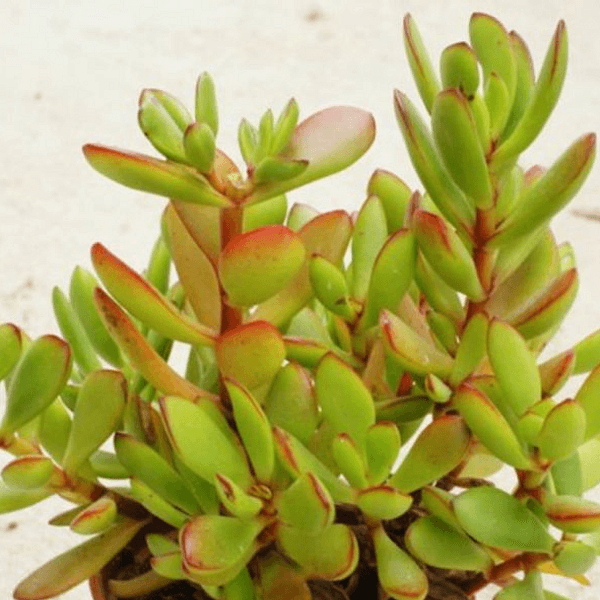 Crassula cultrata - Semi da orto di alta qualità