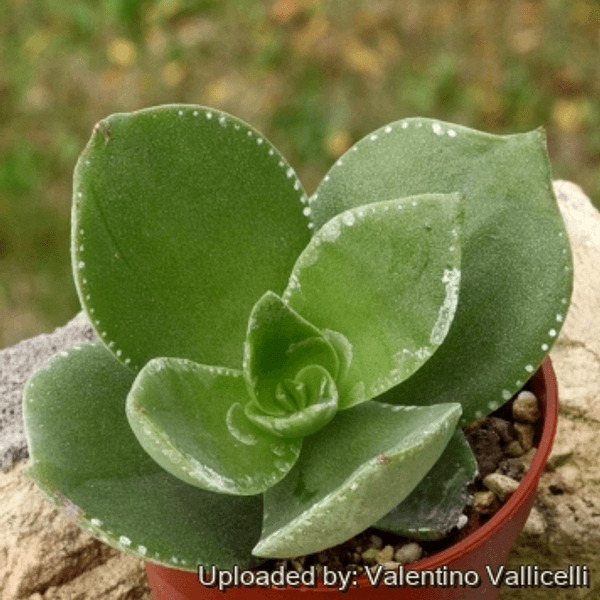 Crassula lactea - Semi da orto di alta qualità