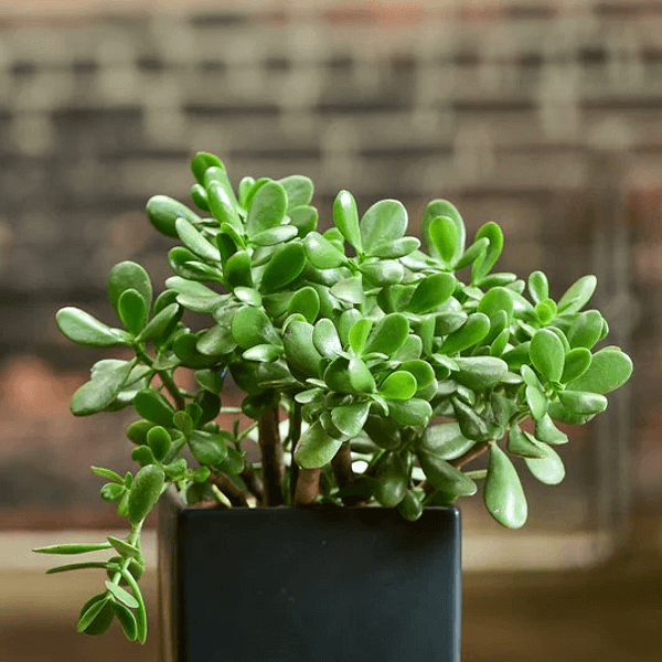 Crassula ovata - Semi da orto di alta qualità