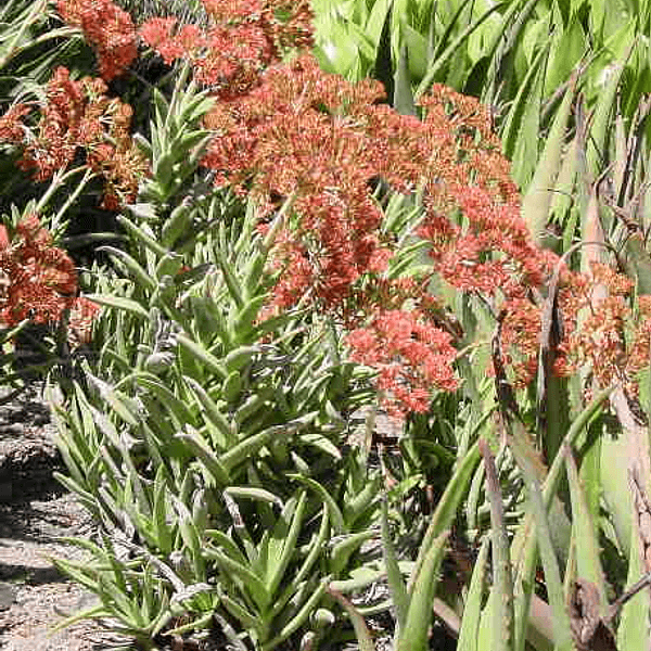 Crassula perfoliata - Semi da orto di alta qualità