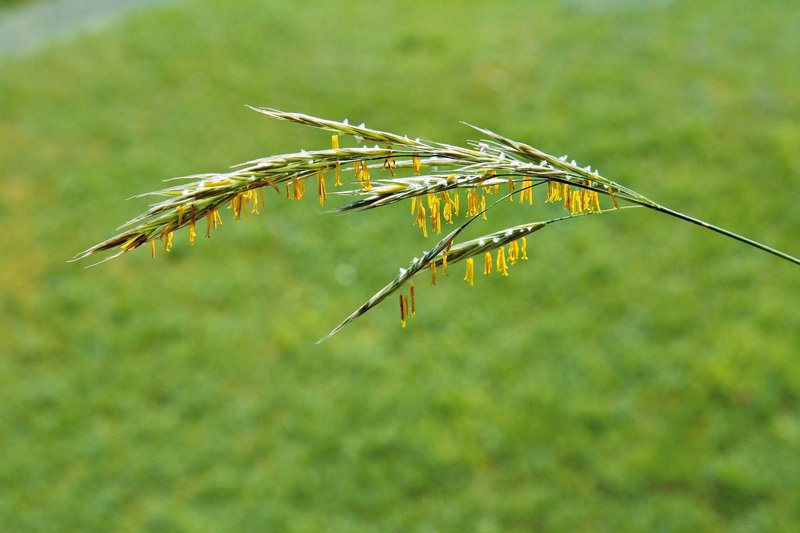 Bromo Eretto – 10 Semi, Graminacea, Prato, Restauro, Facile da Coltivare, Alta Germinabilità, Non-GMO