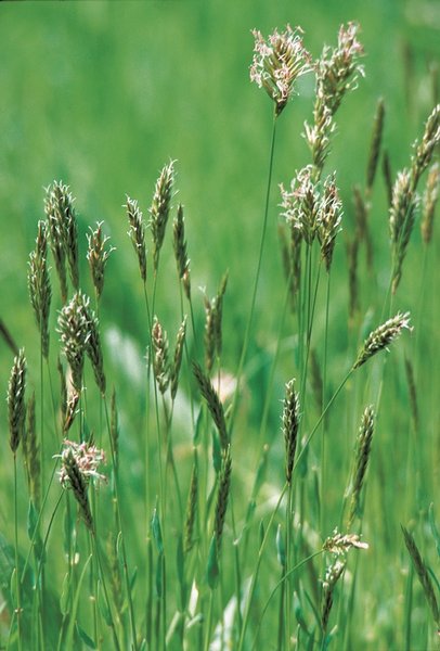 Paléo Odoroso – 10 Semi, Graminacea, Aromatico, Pascolo, Facile da Coltivare, Alta Germinabilità, Non-GMO