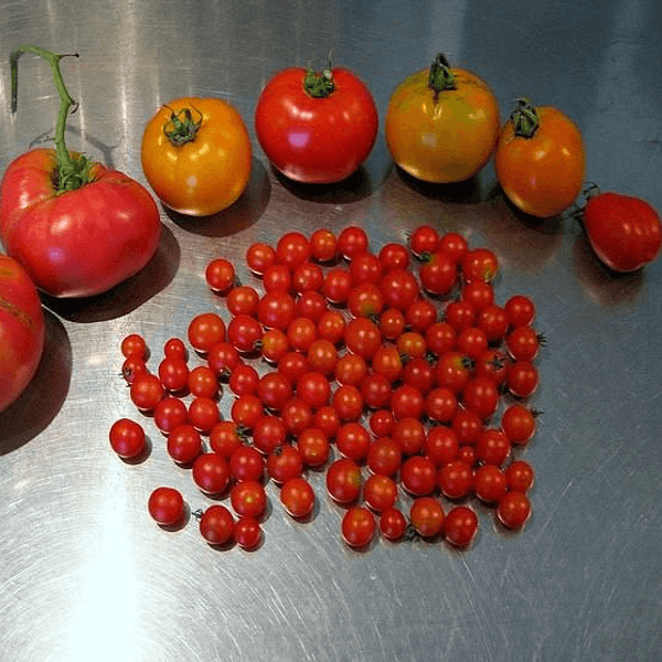 Cucchiaio - Il Pomodoro Più Piccolo - Semi da orto di alta qualità