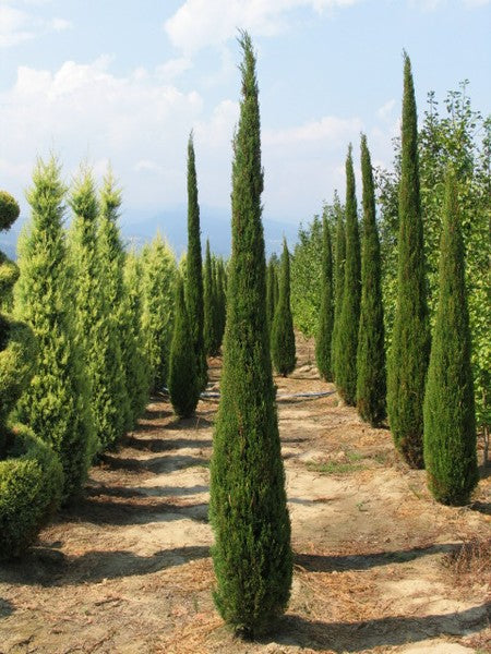 Cipresso Piramidale – 10 Semi, Slanciato, Viale, Giardino, Facile da Coltivare, Alta Germinabilità, Non-GMO