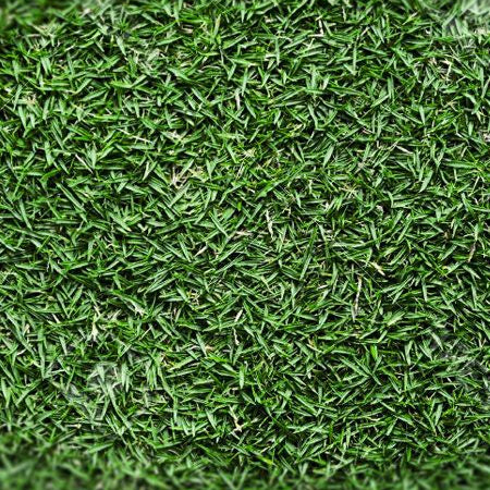 Semi di Gramigna Cynodon per Prato - 10.000 semi - Prato resistente alla siccità, denso e robusto, perfetto per zone soleggiate.
