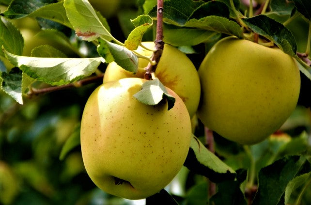 Golden Delicious Apple – 10 Seeds, Sweet Yellow Apple, Ideal for Kids and Desserts, Classic, Easy to Grow, High Germinability, Non-GMO