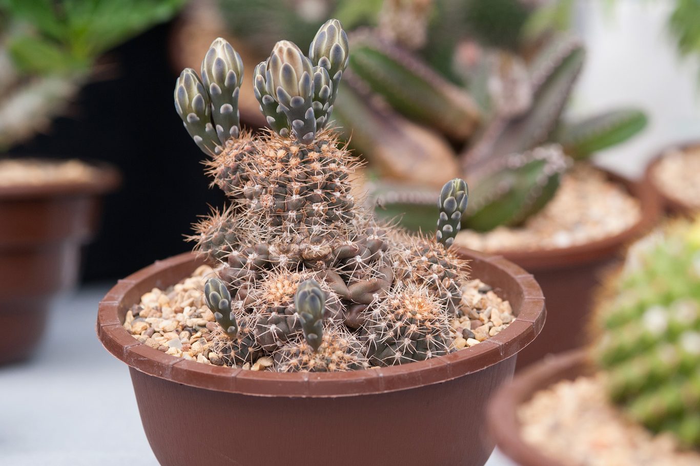 Gymnocalycium paraguayense - 10 Seeds – High Germination, Selected Variety, Non-GMO