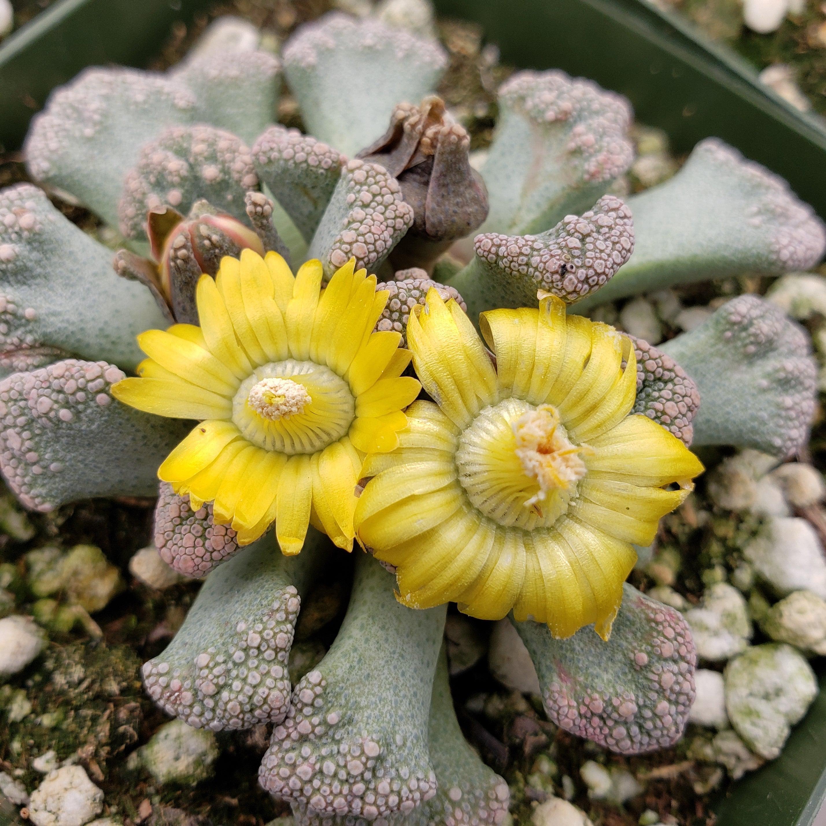 Titanopsis calcarea - 10 Semi – Alta Germinabilità, Varietà Selezionata, Non-GMO