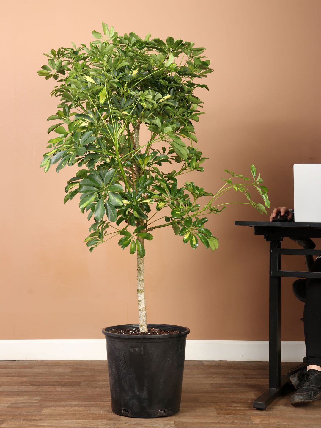 Schefflera arboricola Variegata – 40 Semi, Foglie Macchiate, Elegante, Interni, Facile da Coltivare, Alta Germinabilità, Non-GMO