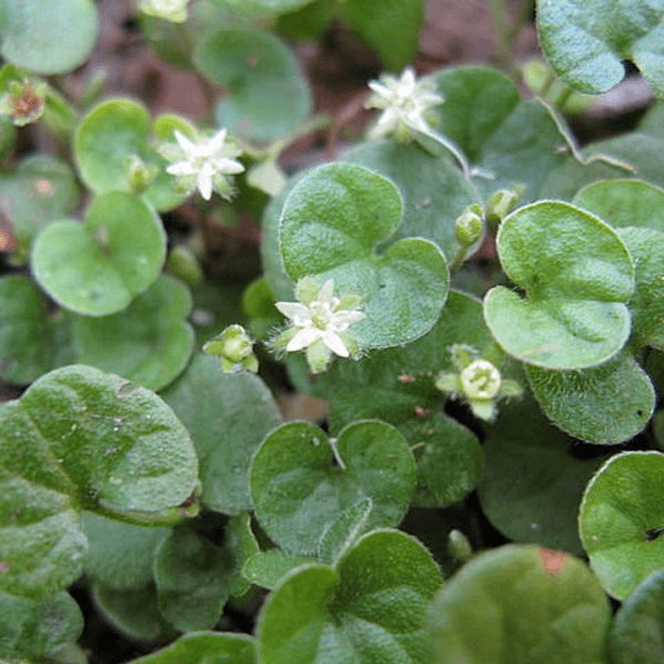 Dichondra Repens - Semi da orto di alta qualità
