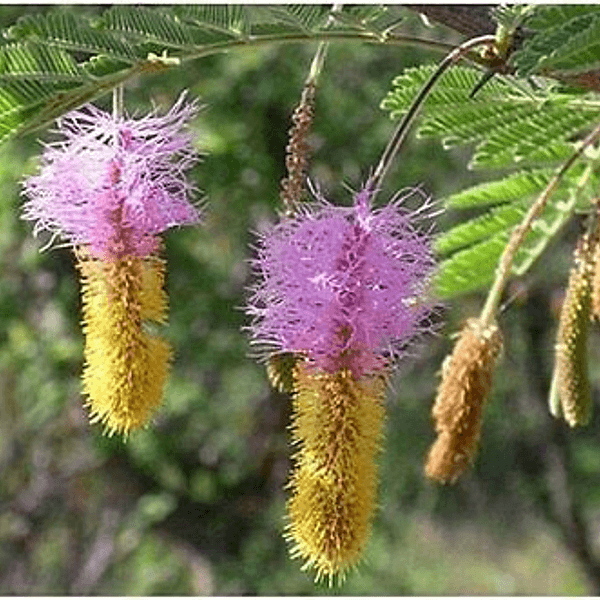 Dichrostachys Cinerea Marabù Spina Falce - Semi da orto di alta qualità