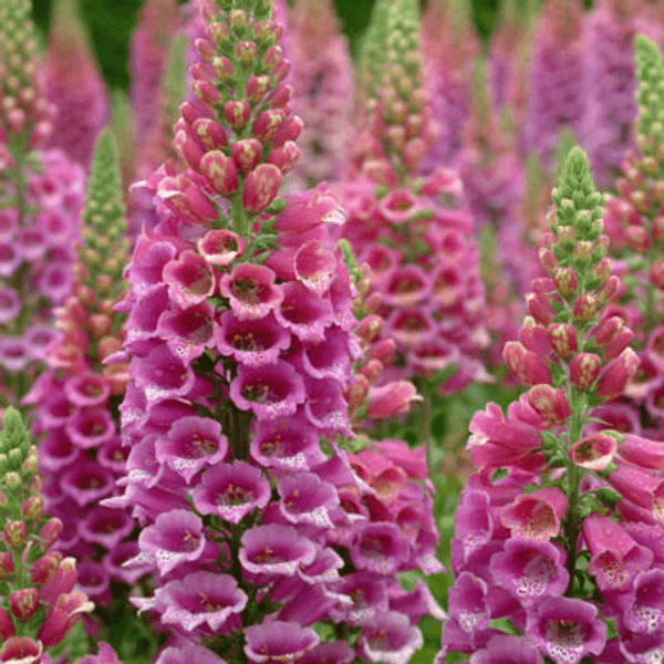 Digitale Fior di Gloxinia - Semi da orto di alta qualità