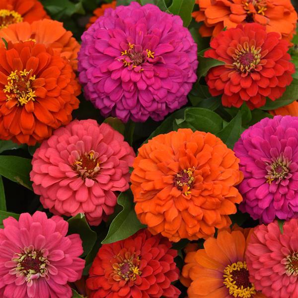 Zinnia Elegance Mix – 10 Seeds, Long-Blooming, Vibrant Colors, Great for Cutting, Easy to Grow, High Germination, Non-GMO