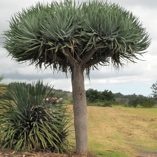 Dracaena Draco Albero Drago - Semi da orto di alta qualità