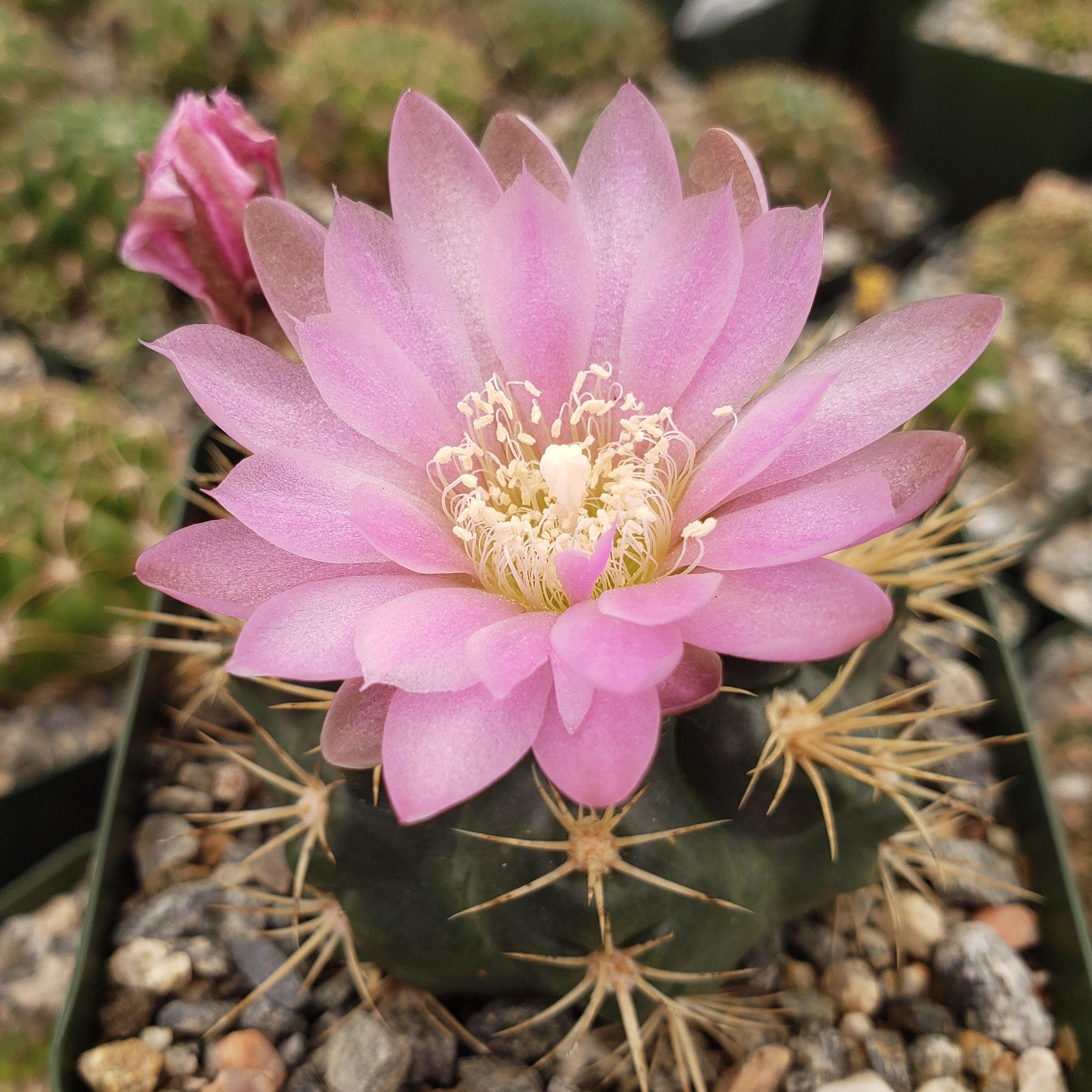 Gymnocalycium neuhuberi - 10 Semi – Alta Germinabilità, Varietà Selezionata, Non-GMO