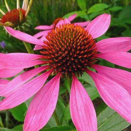 Echinacea Purpurea – 10 Semi, Fiori Rosa, Farfalle, Giardino, Facile da Coltivare, Alta Germinabilità, Non-GMO
