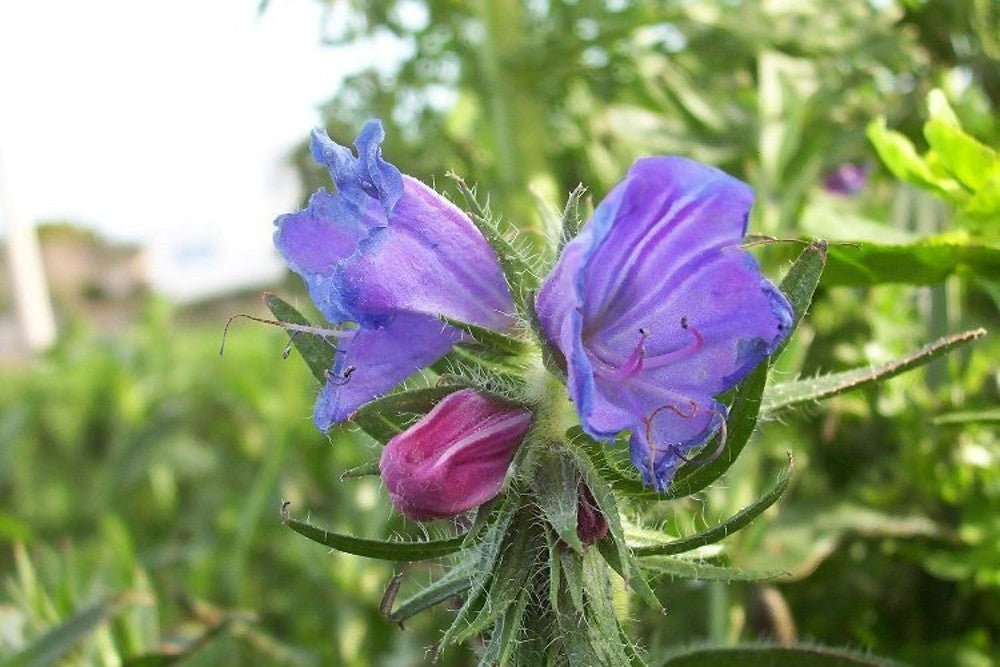 Echium Plantagineum – 10 Semi, Fiori Viola, Mellifera, Prato, Facile da Coltivare, Alta Germinabilità, Non-GMO