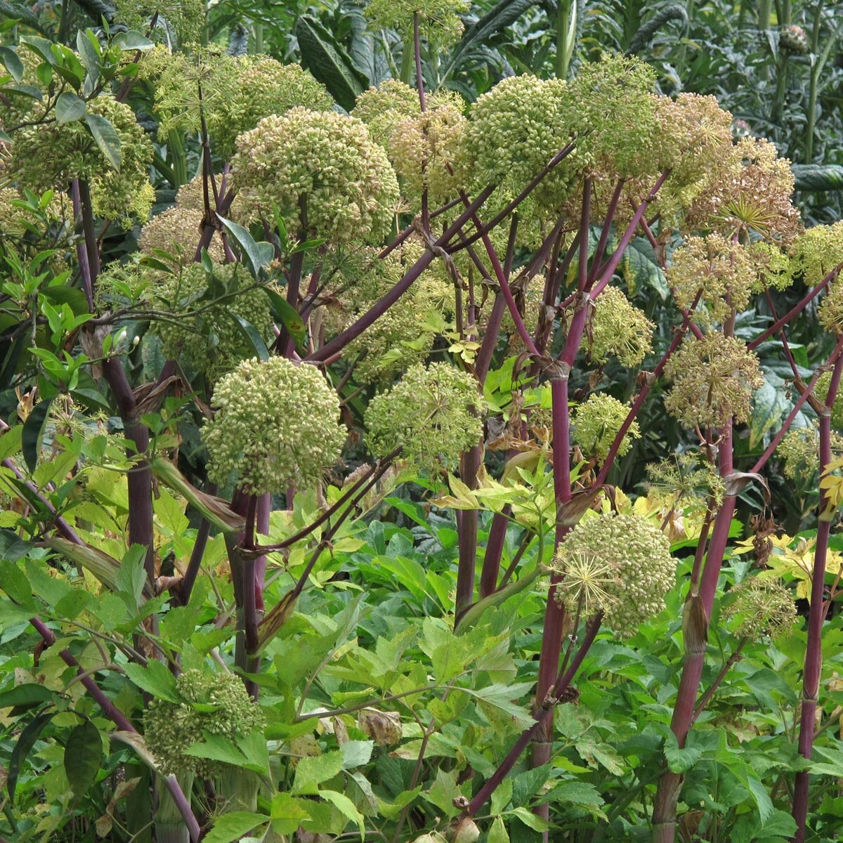 Angelica – 10 Semi, Officinale, Aromatico, Giardino, Facile da Coltivare, Alta Germinabilità, Non-GMO