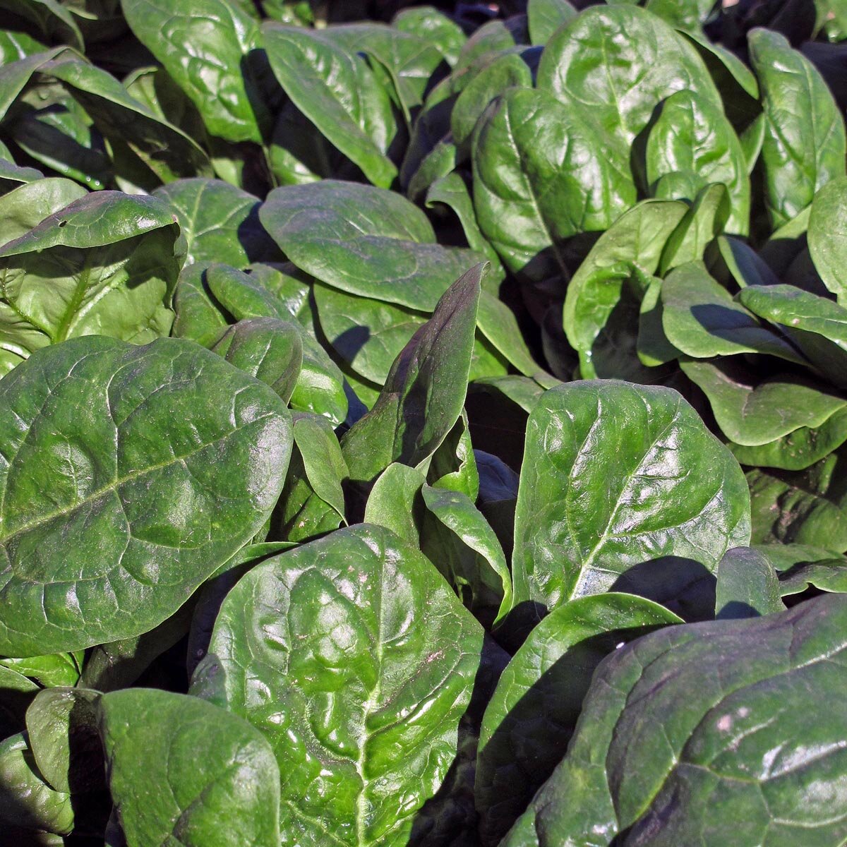 Spinacio Matador – 30 Semi – Varietà Medio-Tardiva, Foglie Verde Intenso, Molto Produttiva Precoce, Adatto Semine Autunno-Primaverili, Non-GMO