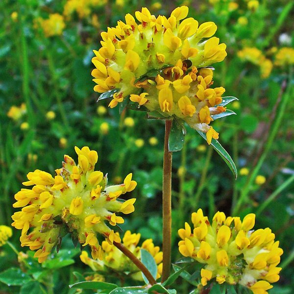 Vulneraria – 10 Semi, Fiori Gialli, Roccioso, Prato, Facile da Coltivare, Alta Germinabilità, Non-GMO