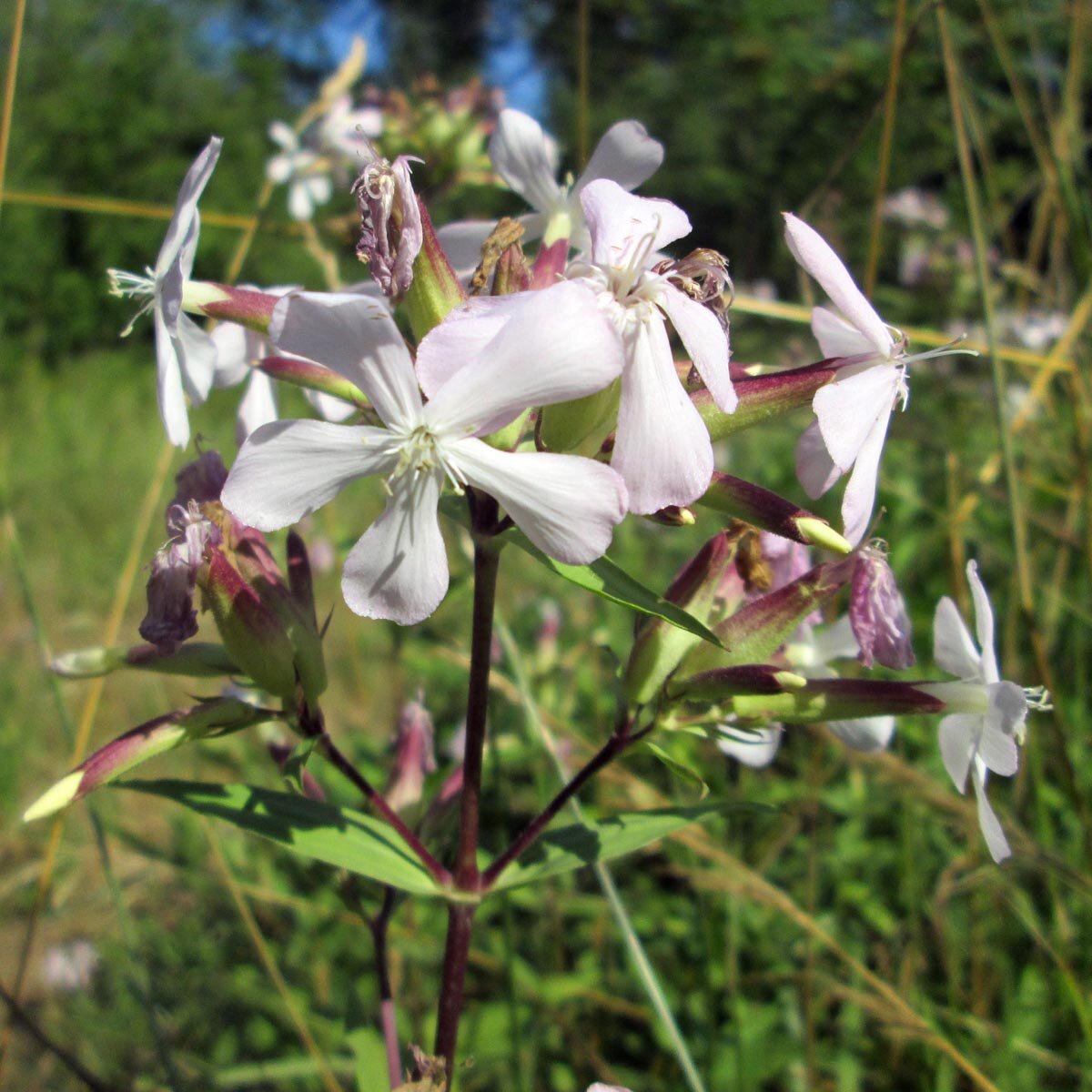 Saponaria Officinale – 10 Semi, Erba Sapone, Fiori, Prato, Facile da Coltivare, Alta Germinabilità, Non-GMO