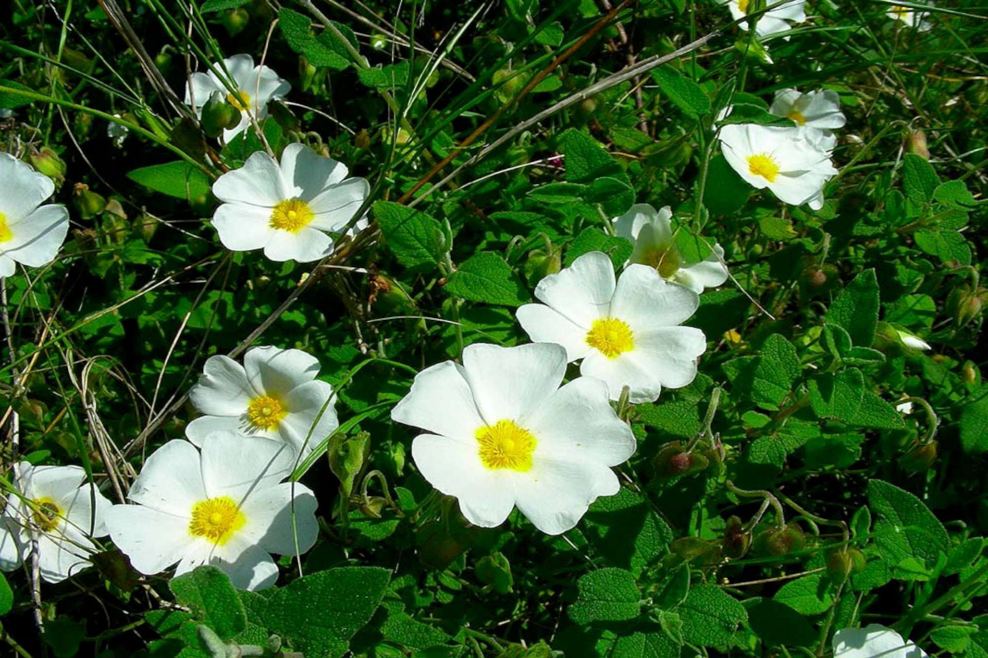 Cisto Femmina - 150 Semi, Fiori Bianchi, Rustico, Scarpate, Facile da Coltivare, Alta Germinabilità, Non-GMO