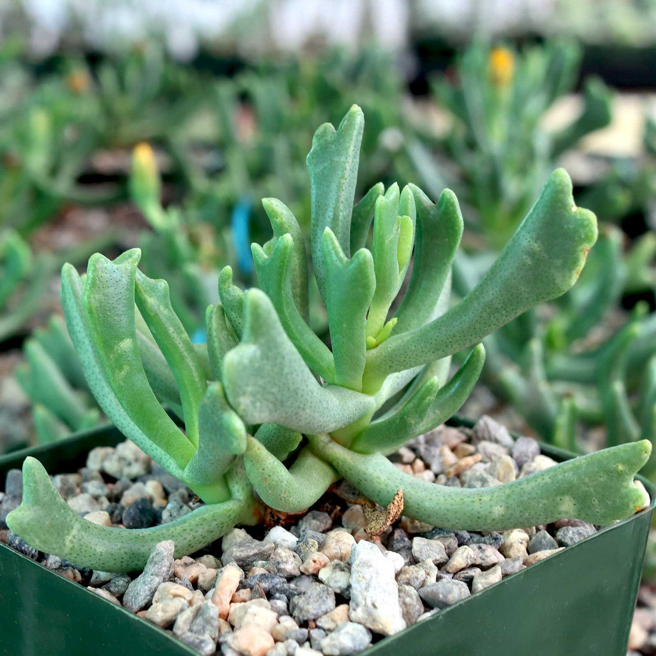 Rhombophyllum - 10 Semi – Alta Germinabilità, Varietà Selezionata, Non-GMO