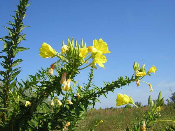 Enotera – 10 Semi, Bella di Notte, Fiori Gialli, Olio, Facile da Coltivare, Alta Germinabilità, Non-GMO