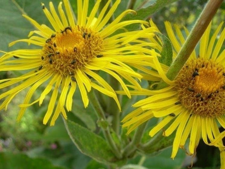 Enula Invischiante – 10 Semi, Insetti Utili, Restauro, Orto, Facile da Coltivare, Alta Germinabilità, Non-GMO