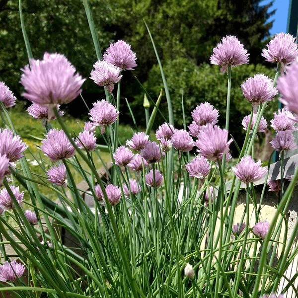 Erba Cipollina Allium Schoenoprasum L - Semi da orto di alta qualità