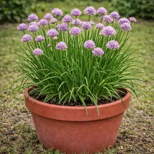 Erba Cipollina – 10 Semi, Aromatica, Culinario, Vaso, Facile da Coltivare, Alta Germinabilità, Non-GMO