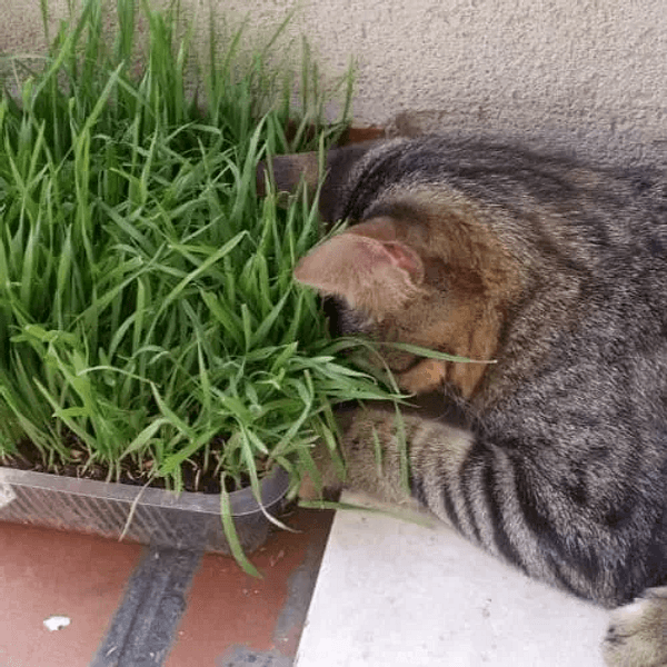 ERBA DEI GATTI - Semi da orto di alta qualità