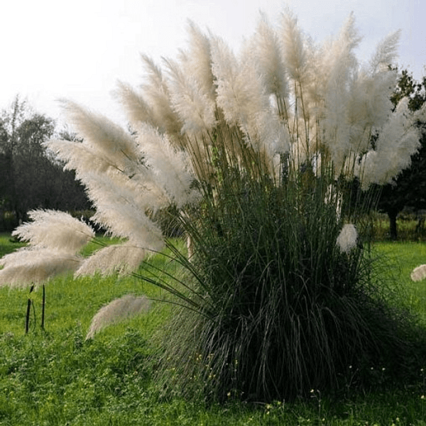Erba della pampa bianca (Cortaderia selloana) - Semi da orto di alta qualità