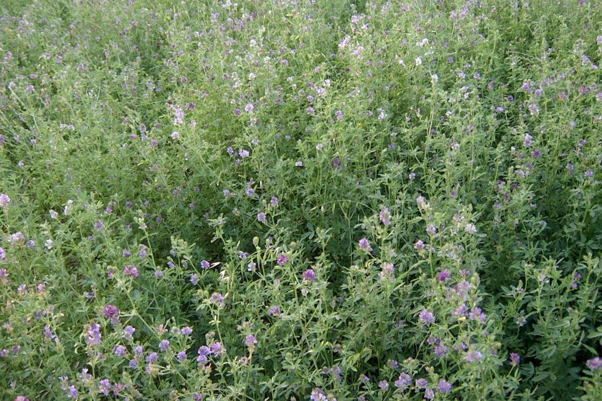 Erba Medica - 800 Semi, Proteica, Foraggio, Azotofissatrice, Facile da Coltivare, Alta Germinabilità, Non-GMO