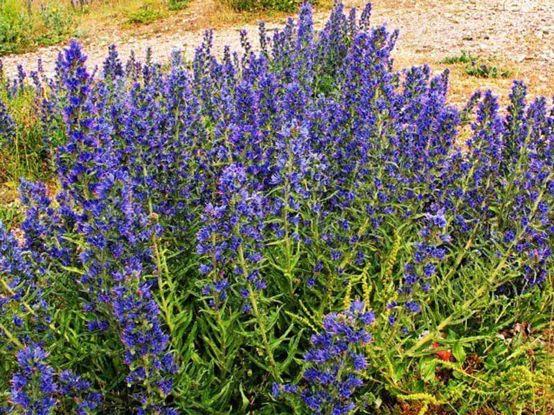 Erba delle Vipere – 10 Semi, Blu, Insetti, Restauro, Facile da Coltivare, Alta Germinabilità, Non-GMO