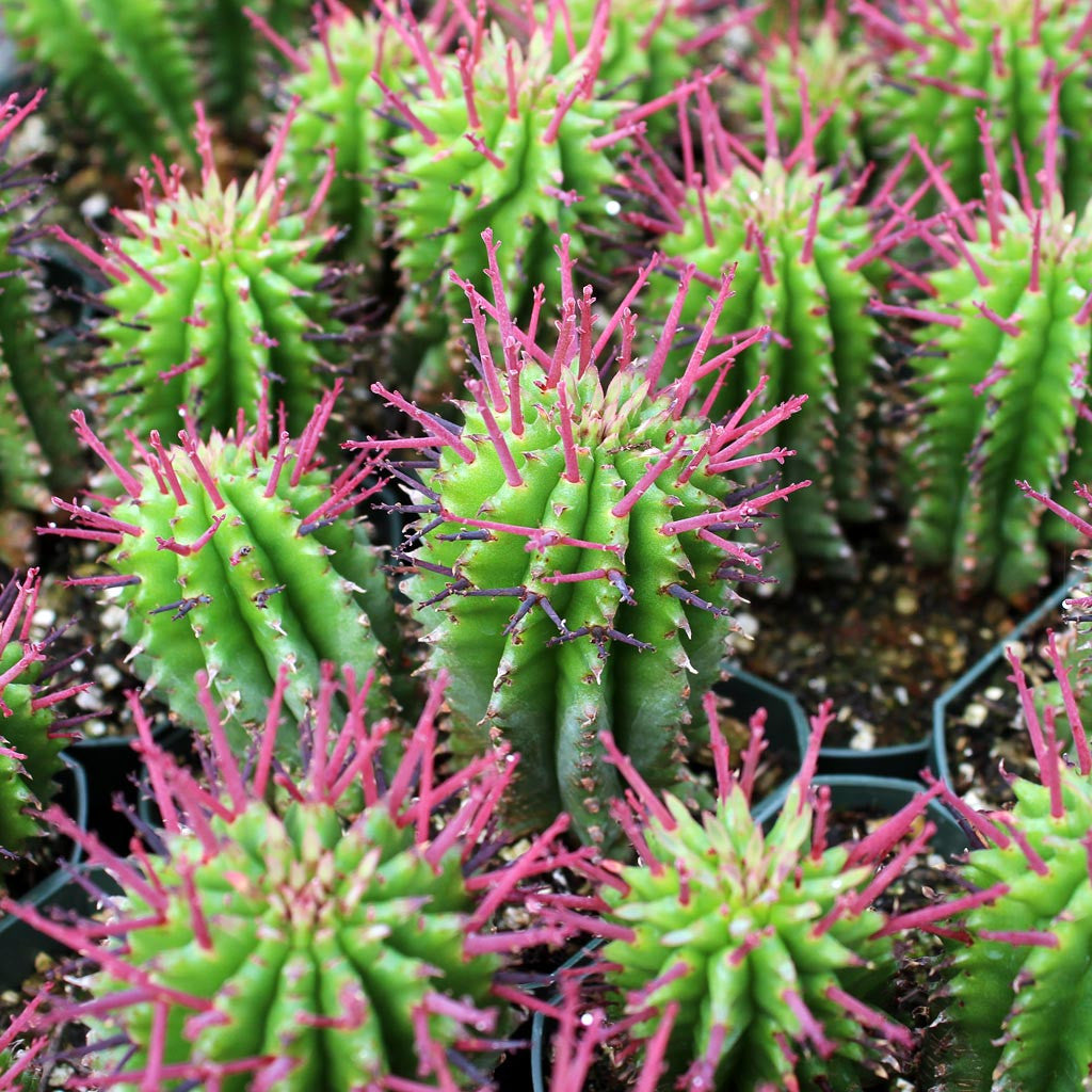 Euphorbia polygona – 10 Semi, Succulenta Colonnare, Costolature Marcate, Scultorea, Facile da Coltivare, Alta Germinabilità, Non-GMO
