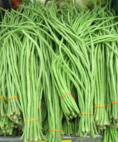 Fagiolo Rampicante Metro Rosato Stringa – 10 Semi, Baccello Lunghissimo, Sottile e Curioso, Gourmet, Facile da Coltivare, Alta Germinabilità, Non-GMO