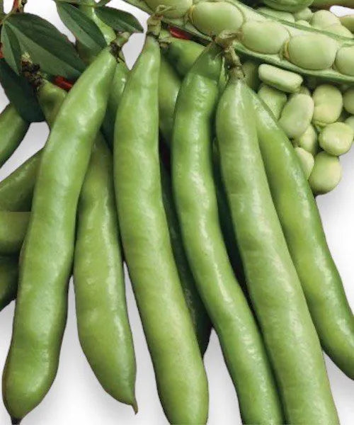 Fava Luz de Otono – 20 Seeds, Autumn Variety, Cold Resistant, Vegetable Garden, Easy to Grow, High Germination, Non-GMO