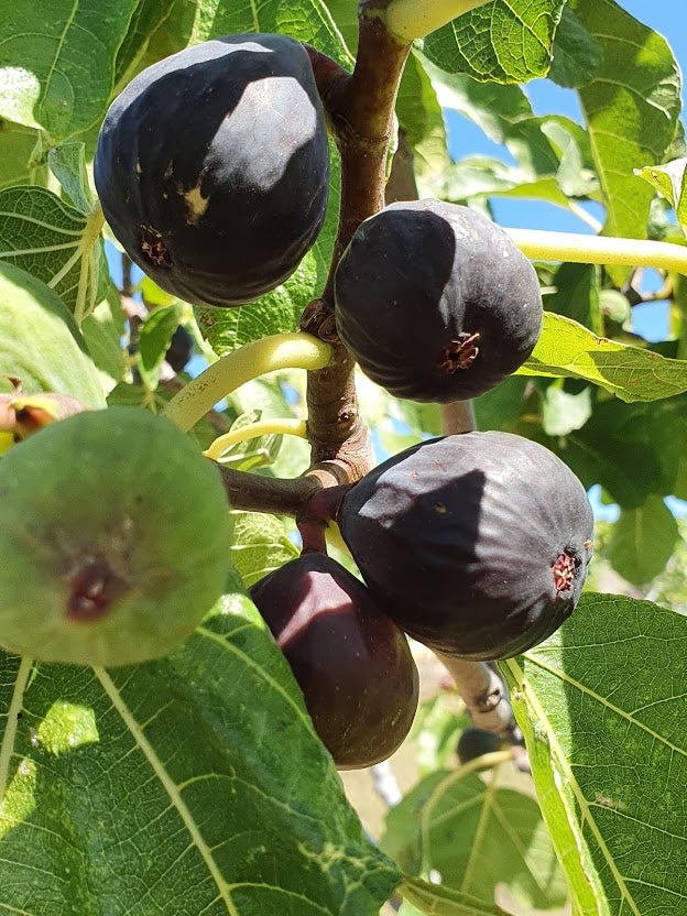 Fico Comune – 10 Semi, Frutti Dolci, Mediterraneo, Orto, Facile da Coltivare, Alta Germinabilità, Non-GMO