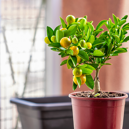 Calamondino – 10 Semi, Ornamentale da Interno, Frutti Piccoli, Vaso, Facile da Coltivare, Alta Germinabilità, Non-GMO