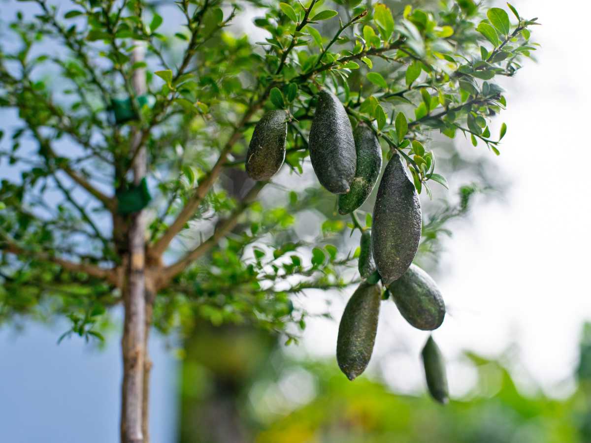Citrus wintersii – 10 Semi, Microcitrus, Raro, Ornamentale, Facile da Coltivare, Alta Germinabilità, Non-GMO
