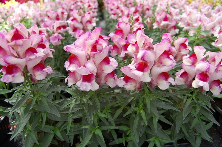 Bocca di Leone Appleblossom – 30 Semi, Rosa Tenero, Romantico, Giardino, Facile da Coltivare, Alta Germinabilità, Non-GMO
