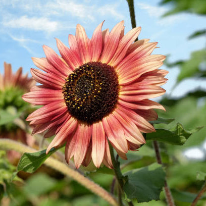 Girasole Florenza – 30 semi – Ramificato, giallo e rosso, fioritura continua, ideale per bordure vivaci