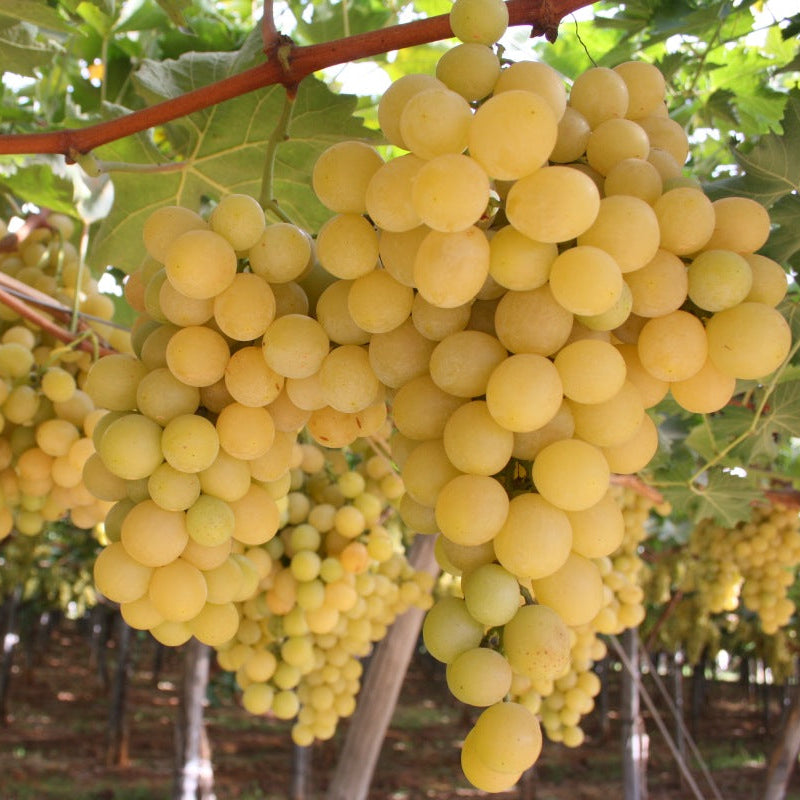 Semi di Uva Victoria - 10 semi - Uva da Tavola Bianca Precoce, Sementi Non OGM ad Alta Germinazione, Coltivazione Facile per Giardino