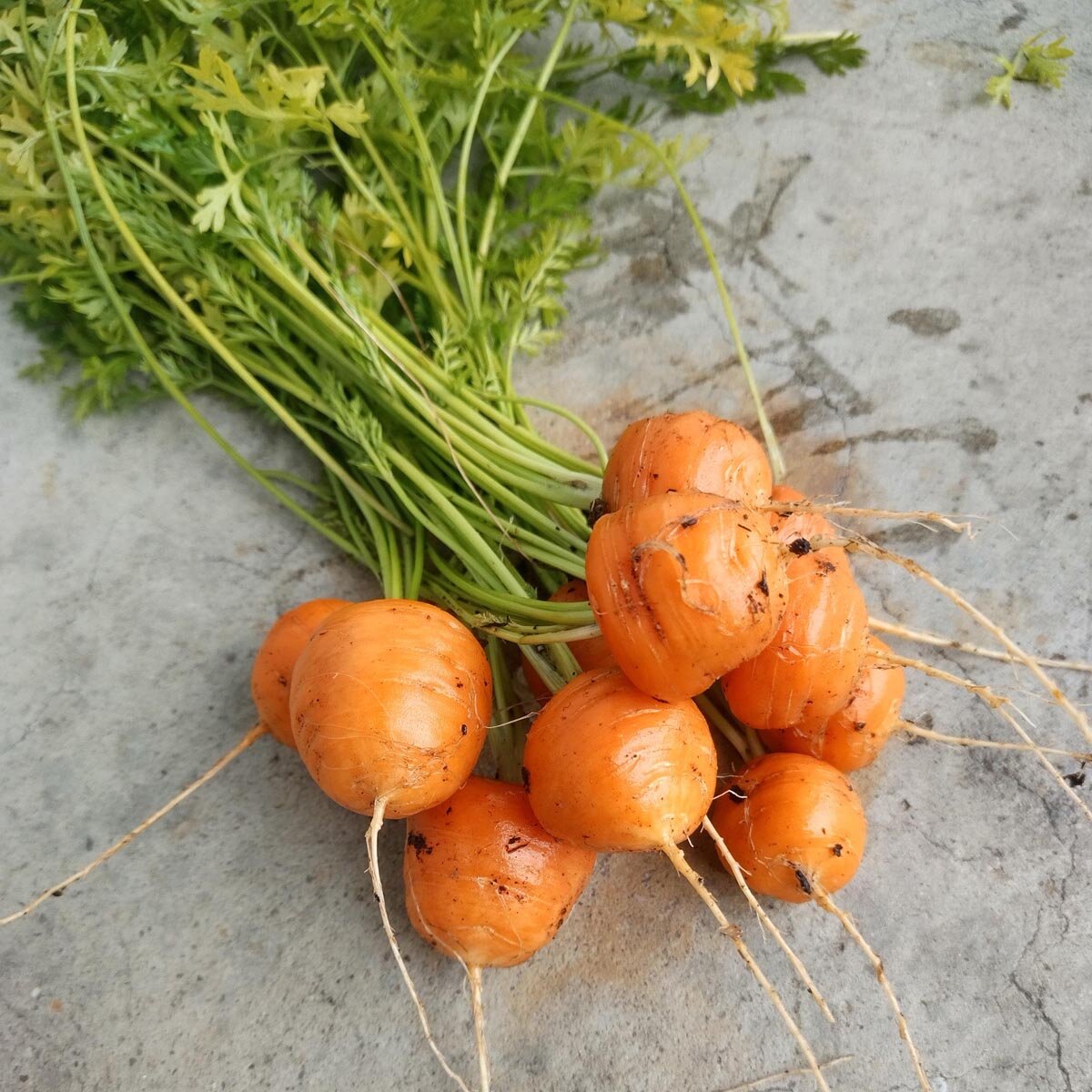 Carota Parigina – 50 Semi, Piccola e Tonda, Ideale per Vasi, Snack, Facile da Coltivare, Alta Germinabilità, Non-GMO