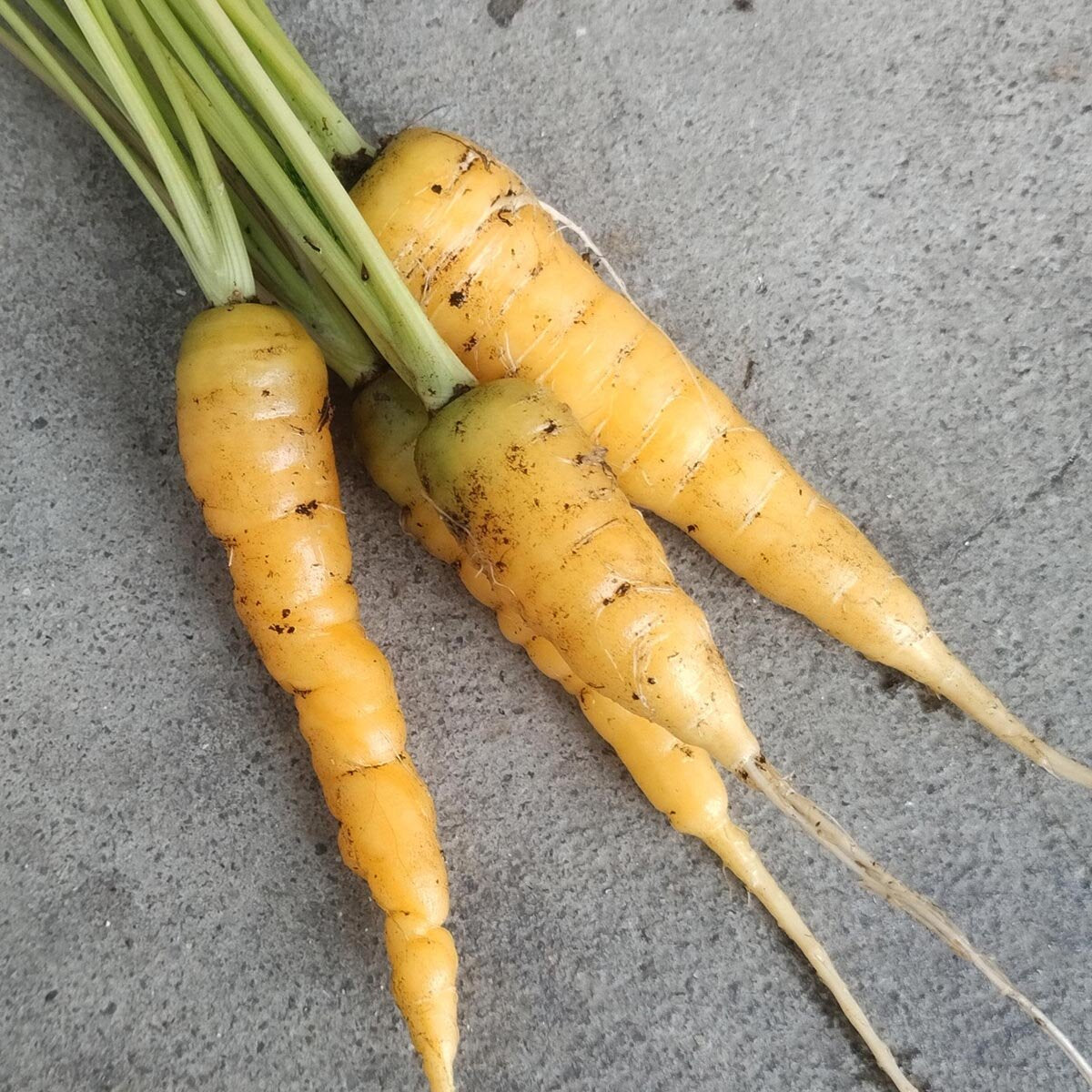 Carota Jaune du Doubs – 50 Semi, Antica Varietà, Gialla e Rustica, Resistente, Facile da Coltivare, Alta Germinabilità, Non-GMO