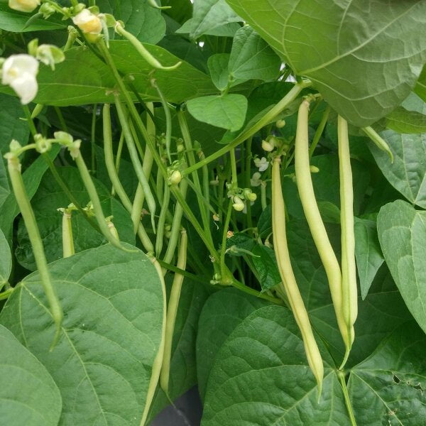 Fagiolo Super Nano Giallo – 30 Semi – Raro, Gigante, Alta Germinabilità, Baccelli Teneri, Produttivo, Non-GMO - Botanis - Vendita semi online di piante rare
