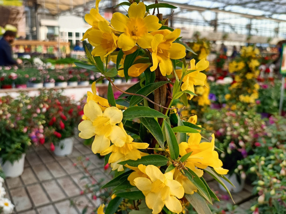 Gelsomino Selvatico – 10 Semi, Fiori Gialli, Siepe, Giardino, Facile da Coltivare, Alta Germinabilità, Non-GMO