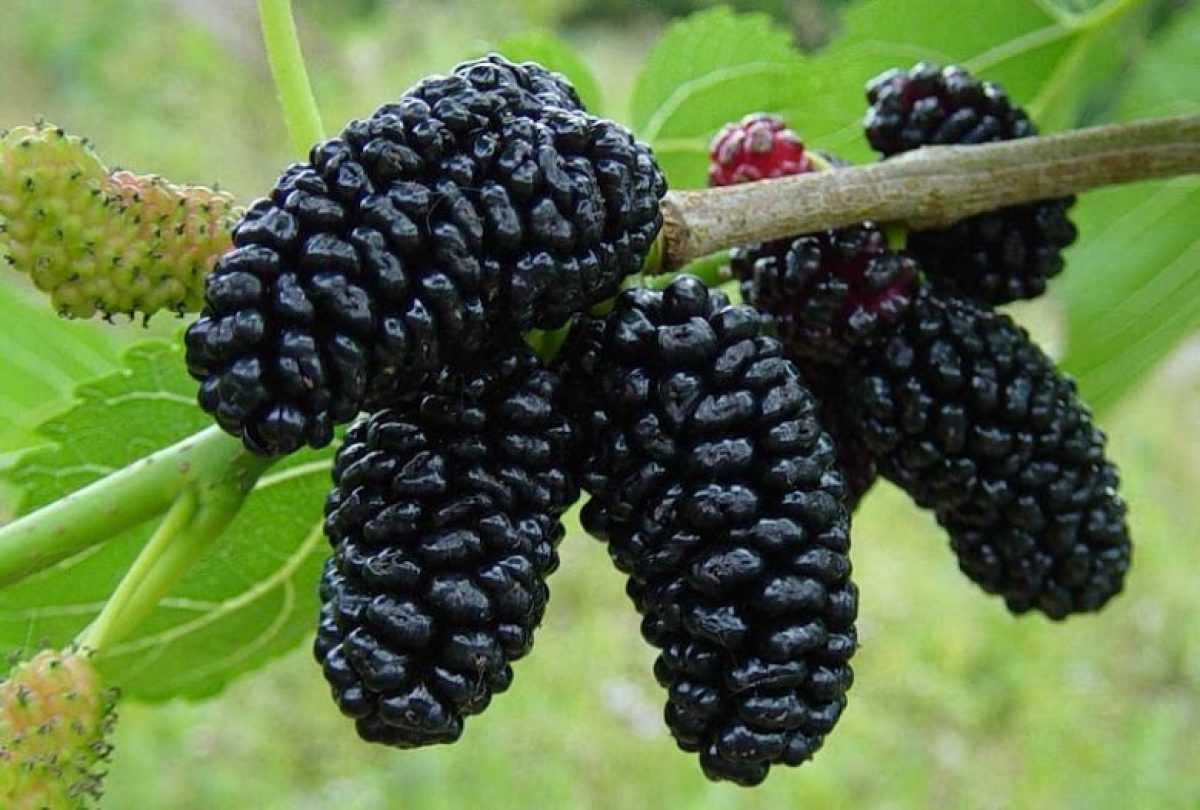 Gelso Nero – 10 Semi, Frutti Gustosi, Grande Albero, Orto, Facile da Coltivare, Alta Germinabilità, Non-GMO